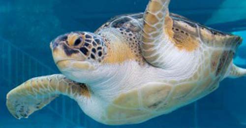 Mote Marine Laboratory & Aquarium Sarasota